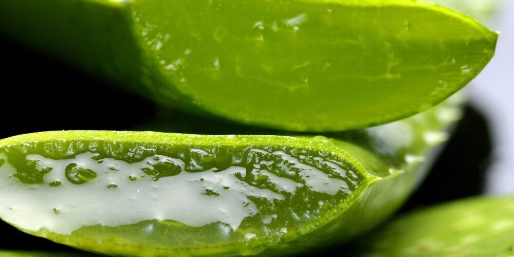 freeze-dried aloe vera powder centralsun